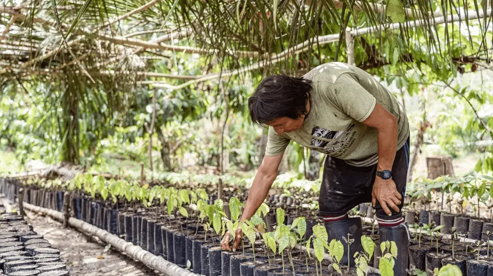 Abren convocatoria para fondos en favor de Bosques Tropicales