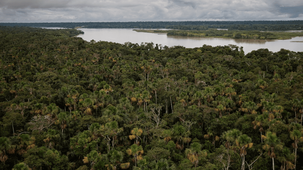 Bosques amazónicos reducen propagación de enfermedades