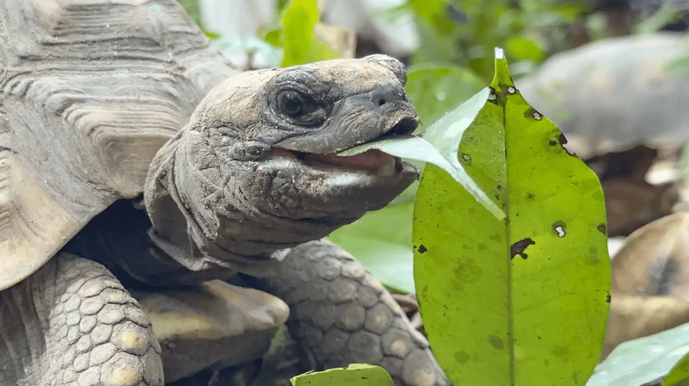 Tortugas y añujes rescatados son liberados en Pacaya Samiria