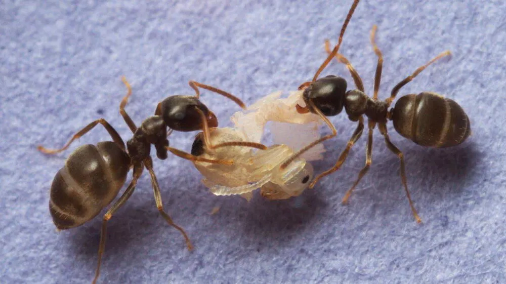 Fiyi: Declive de hormigas revela un “apocalipsis de insectos”