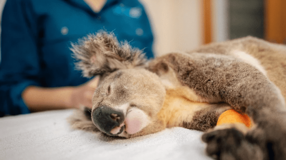 Lanza vacuna para salvar a los koalas de la clamidia