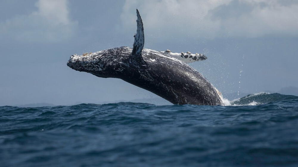 El Tratado Global de los Océanos alcanza las 60 ratificaciones