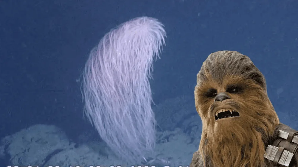 Chewbacca: La nueva especie de coral descubierta en el Pacífico