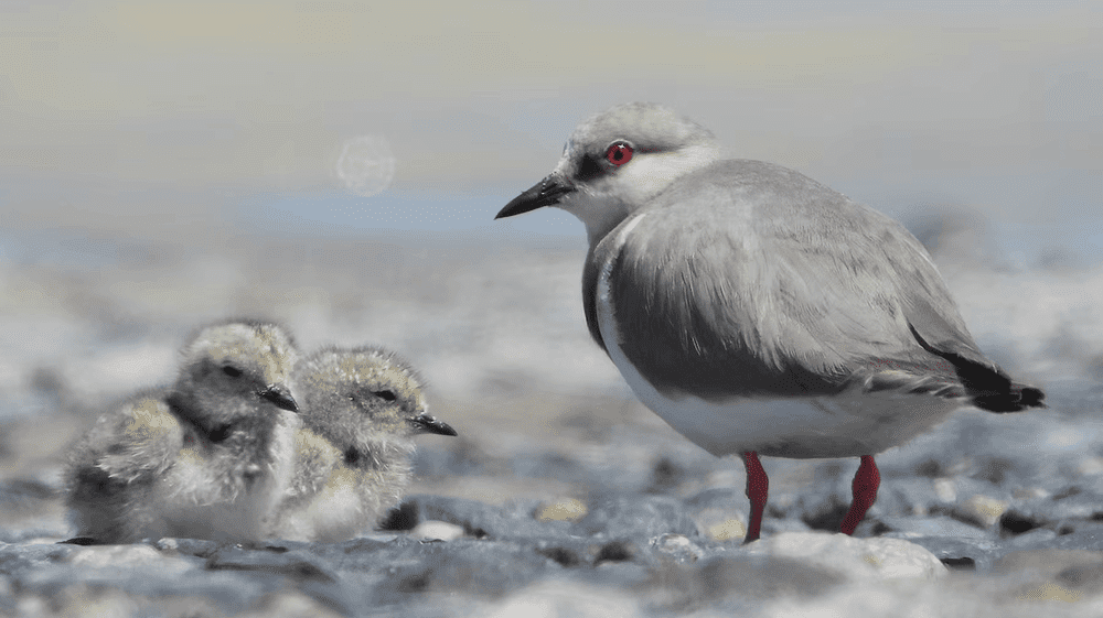 Argentina y Chile se unen para salvar al Chorlito ceniciento