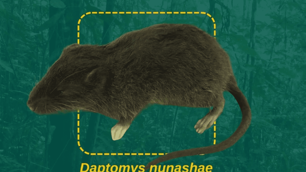 Descubren nueva especie de roedor en Parque Nacional Tingo María