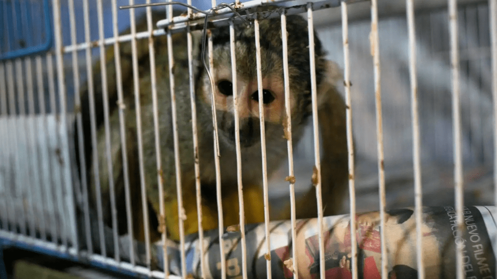 Ejemplares de animales silvestres son recuperados de las mafias