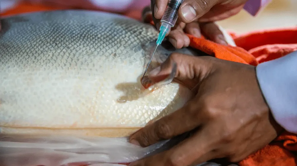 Buscan alternativas sostenibles para reproducción de la palometa