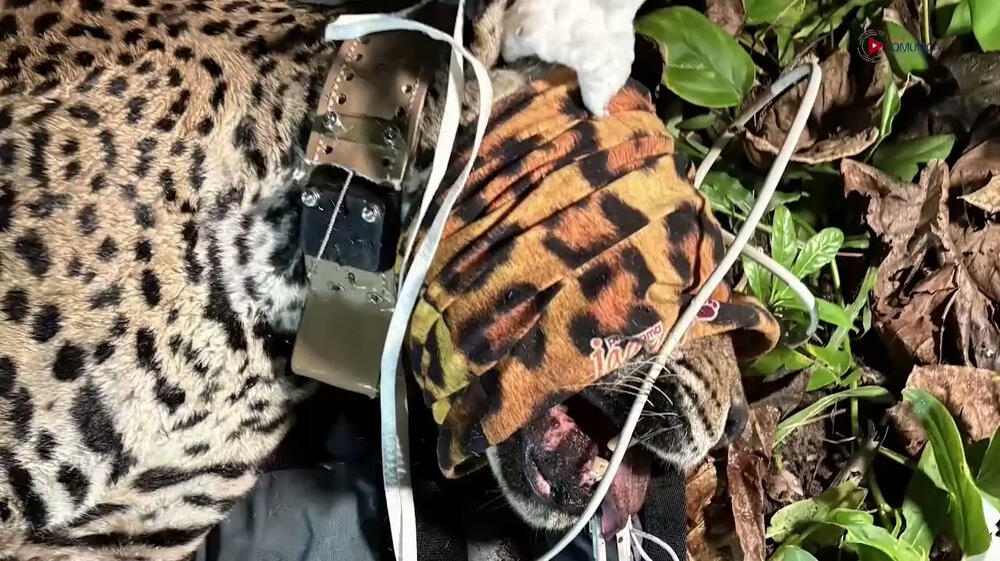 Costa Rica coloca collares satelitales a jaguares
