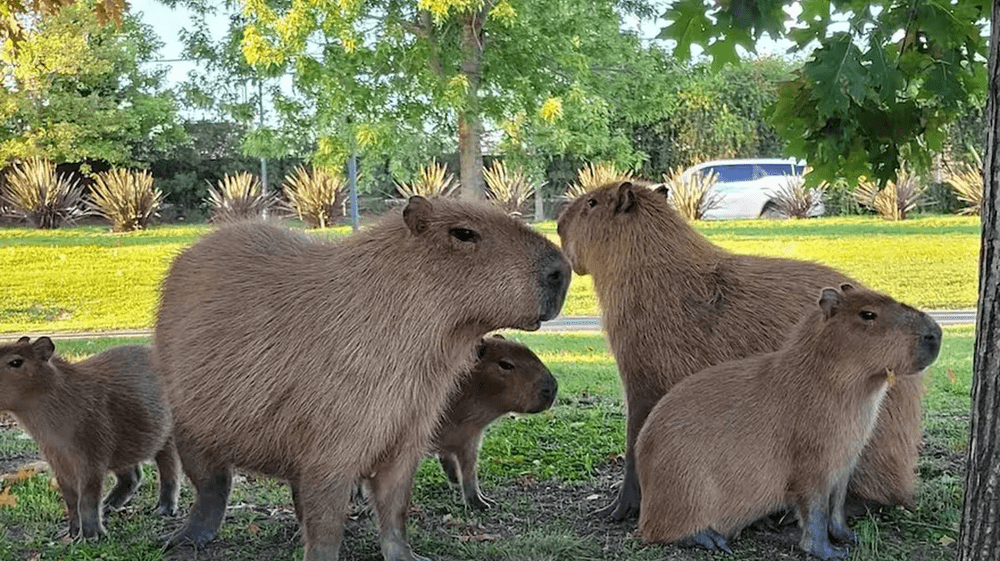 Casi 50 capibaras mueren en barrio residencial de Argentina
