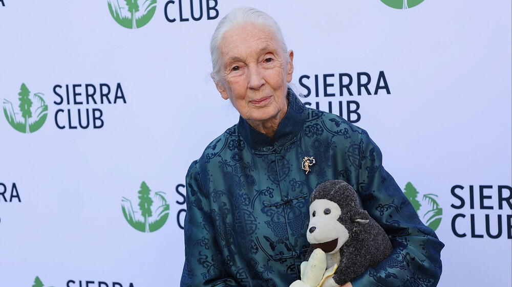 Afamada primatóloga Jane Goodall muere a los 91 años de edad