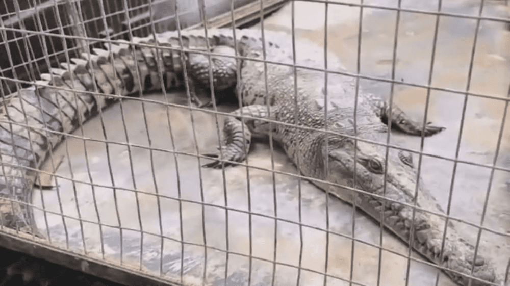 Cocodrilo juvenil irrumpe en langostinera de Tumbes