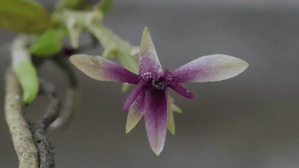 Perú: Descubren nueva especie de orquídea en Pasco