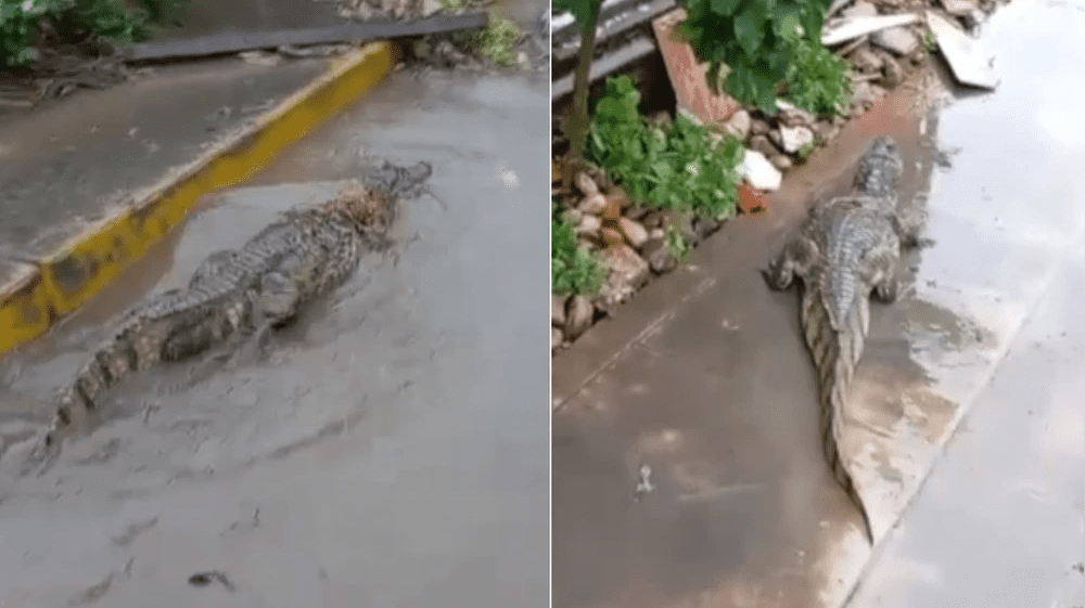 Lagarto aparece en calles de Pucallpa por intensas lluvias