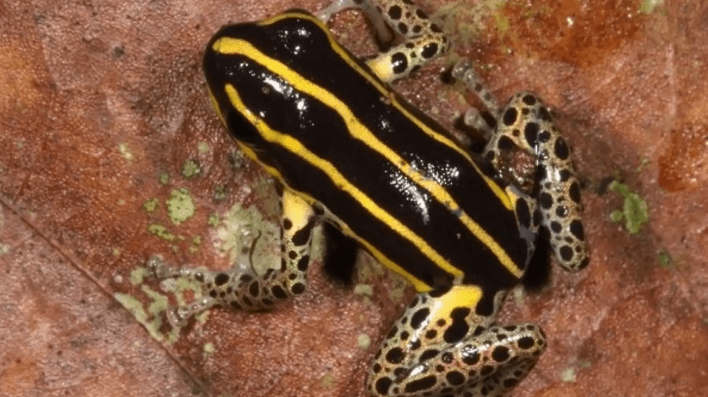 Descubren nueva especie de rana venenosa en Perú