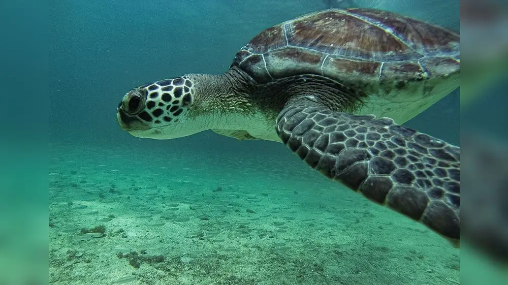 La tortuga verde logra salvarse de la extinción