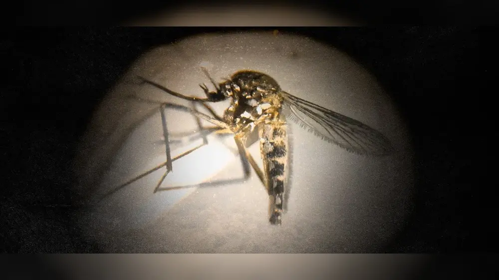 Detectan nueva variedad del Aedes aegypti en Amazonia de Brasil