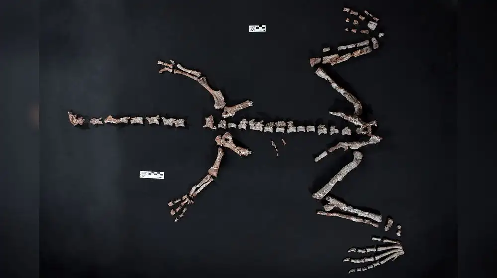 Descubren en Argentina a uno de los dinosaurios más antiguos del mundo