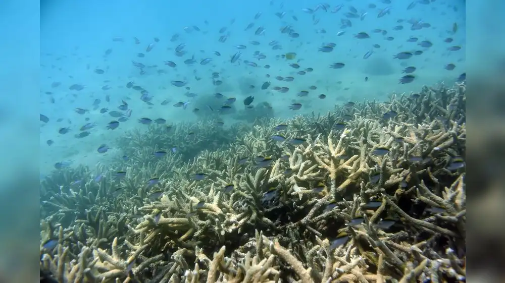 Arrecifes de coral se encuentran al borde del colapso