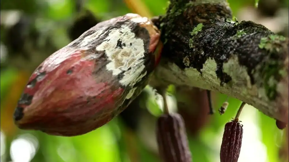 Perú: Descubren hongo que controla plaga del cacao en Amazonía