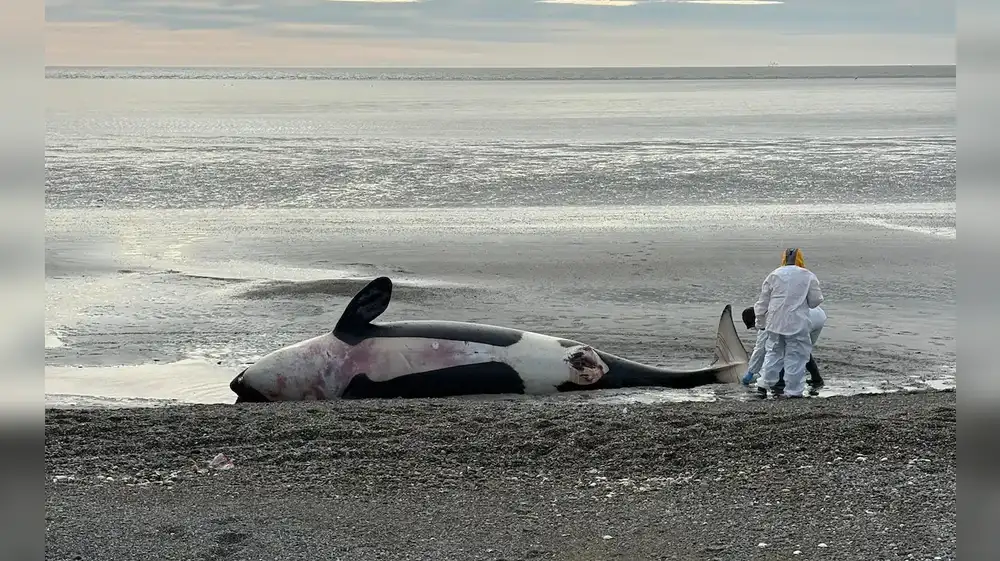 Muerta masiva de orcas conmociona a todo Argentina