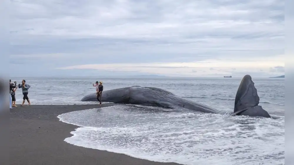Enorme ballena azul aparece sin vida en playa de Tumbes