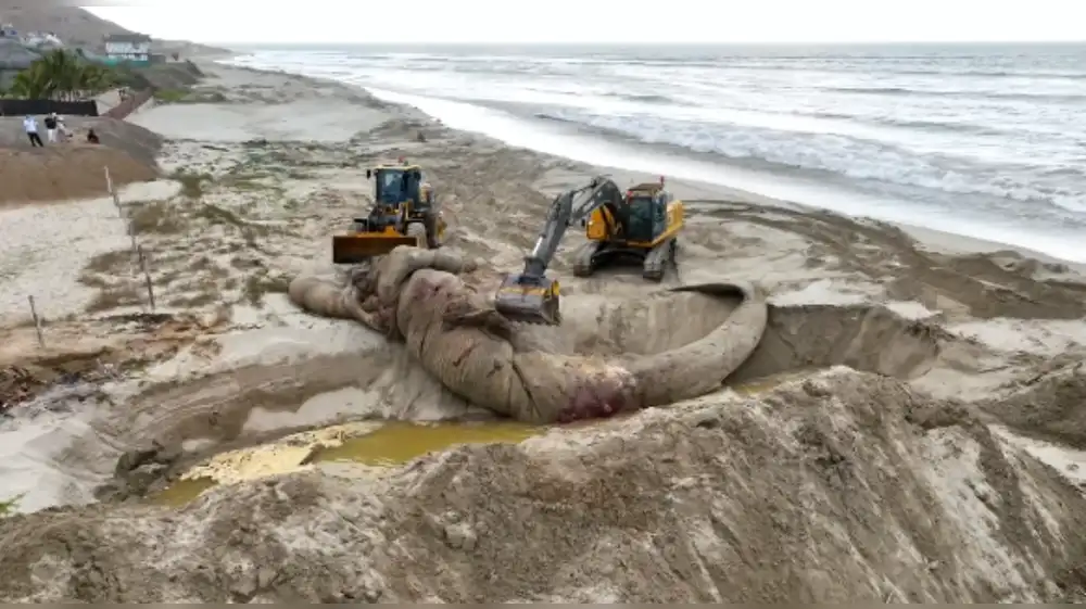 Sepultan a ballena azul que varó en playa de Tumbes