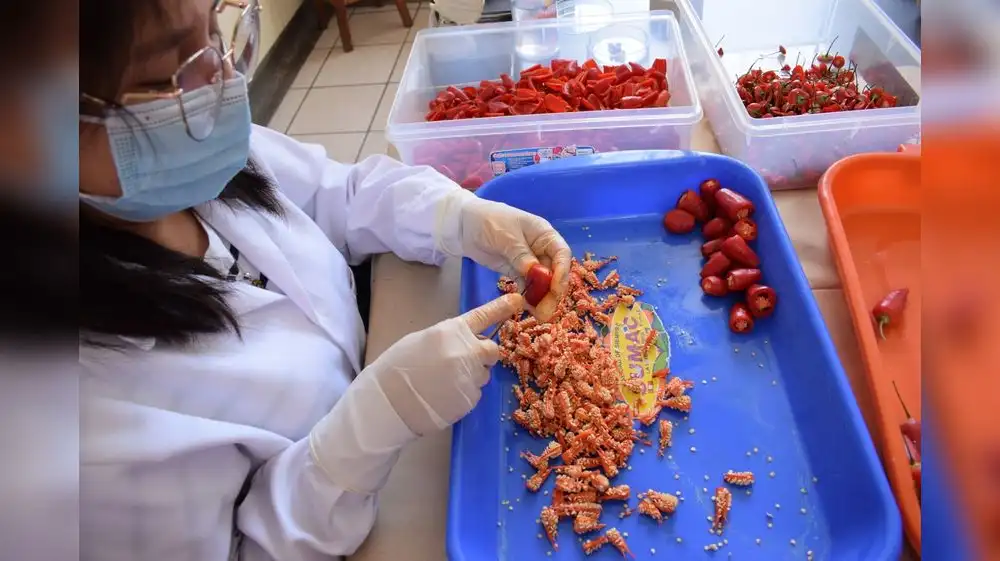 Perú envía variedades de ajíes al "Arca de Semillas"