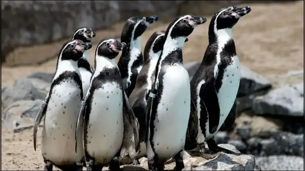 Chile mete a Pingüino de Humboldt en lista de especies en peligro