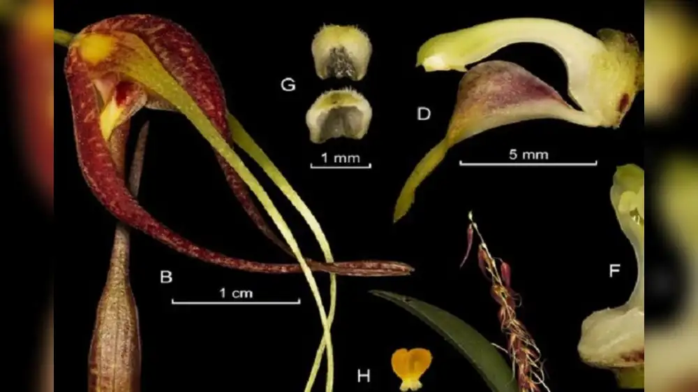Científicos descubren nueva especie de orquídea en el Perú