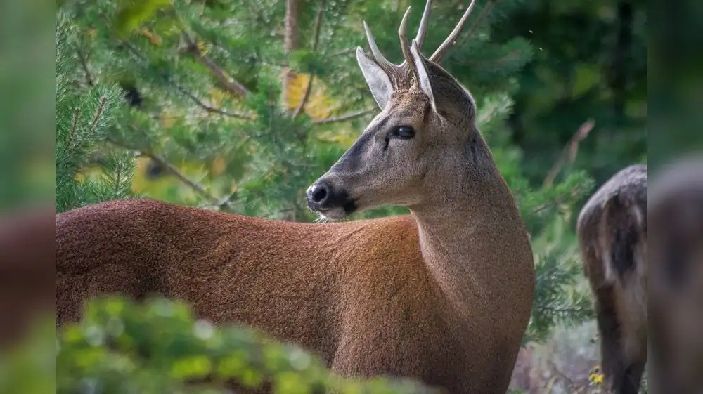 Chile inaugura primer hospital para salvar huemules de la extinción