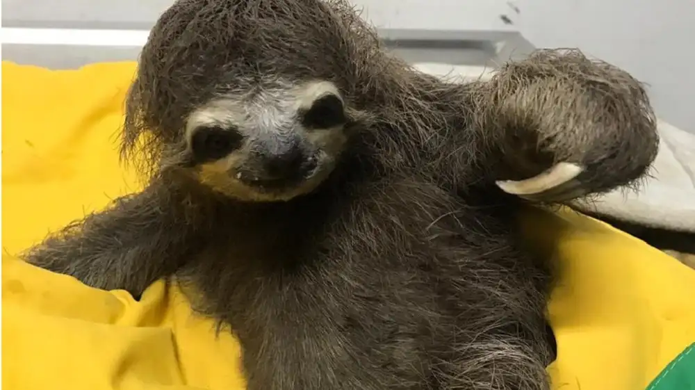 Autoridades exigen sanciones por maltrato contra oso perezoso