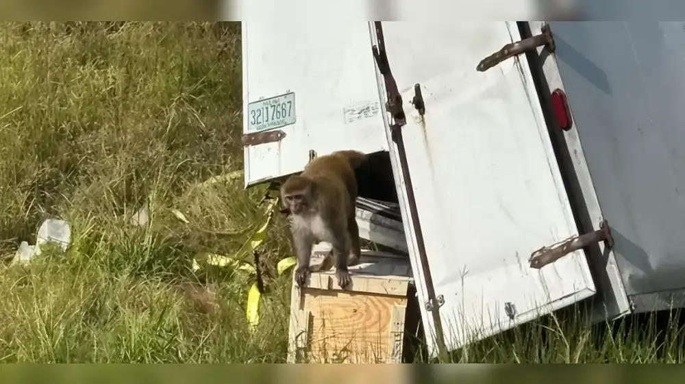 EE.UU.: Activan alerta de bioseguridad por fuga de monos de laboratorio