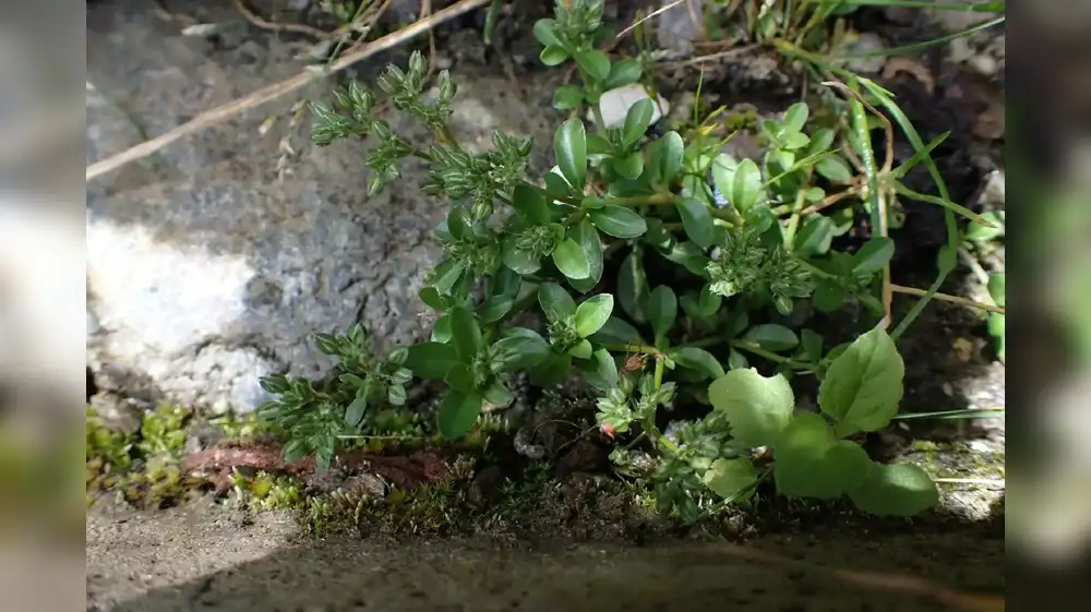 Descubren subespecie de planta endémica en los andes peruanos