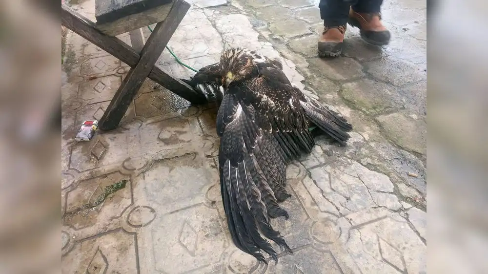Rescatan a águila herida en centro poblado de Trujillo