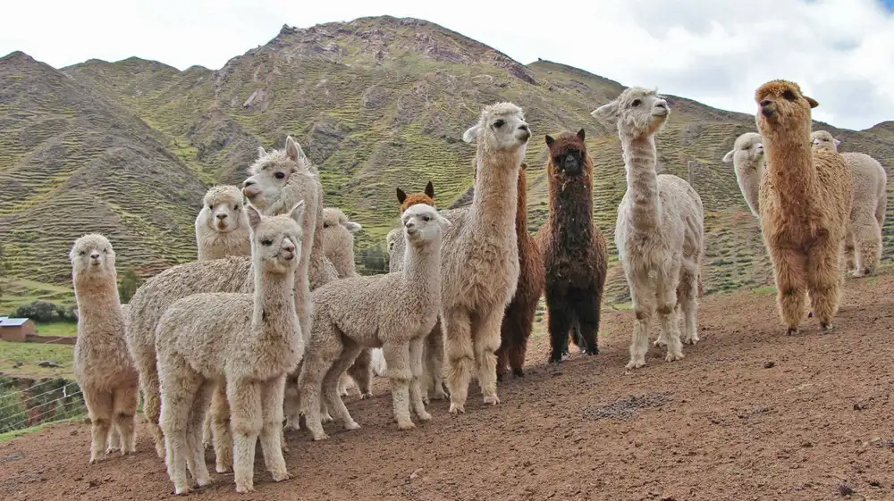Perú será sede del Congreso Mundial de Camélidos Sudamericanos