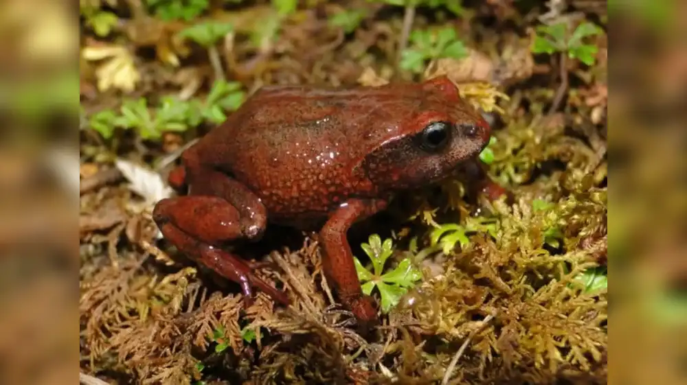 Descubren dos nuevas especies de ranas en Parque Yanachaga Chemillén