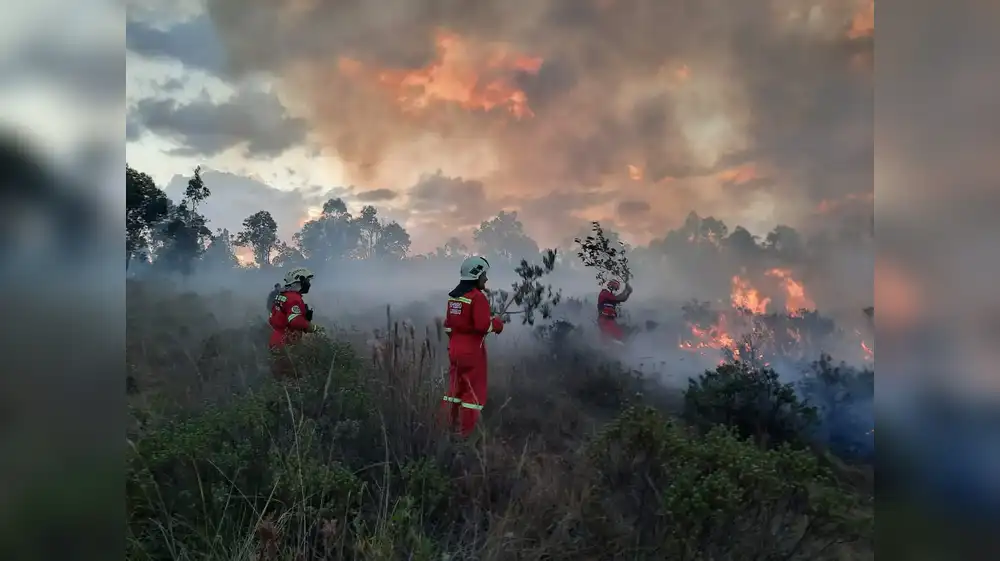 Huánuco: Nuevas especies de flora en riesgo por quema de pastizales