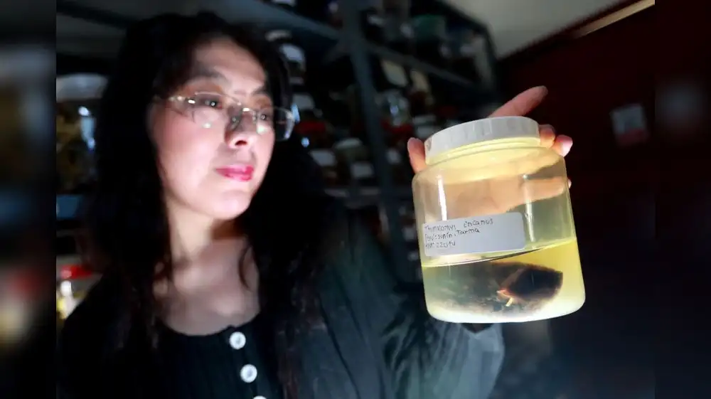 Científica peruana revela clave evolutiva de roedores andinos