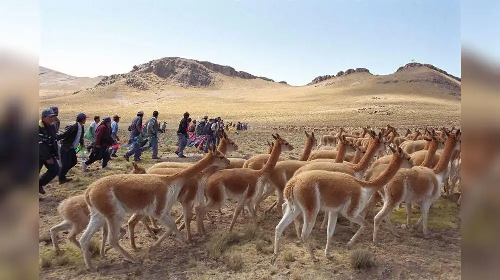 Más de 300,000 vicuñas habitan el territorio peruano