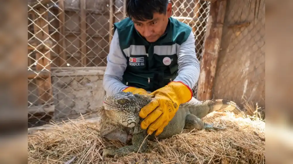 Especialistas rescatan iguana verde hallada en cementerio de Tacna