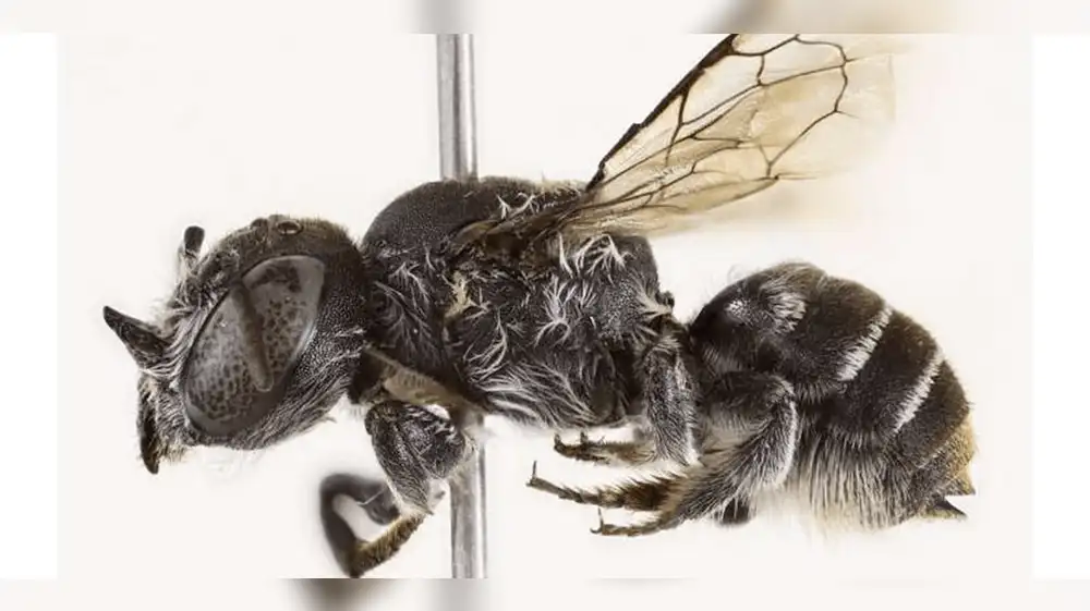 Abeja espeluznante y con grandes cuernos es descubierta en Australia