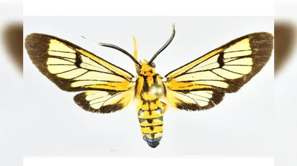 Descubren cuatro nuevas especies de polillas en Perú