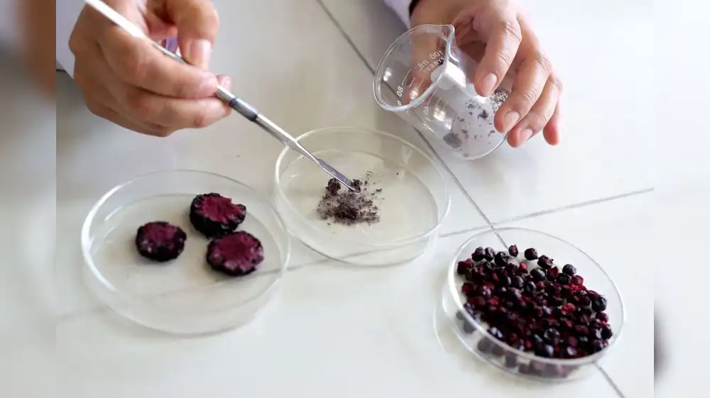 Investigadores peruanos crean “superalimento” con la coronta del maíz