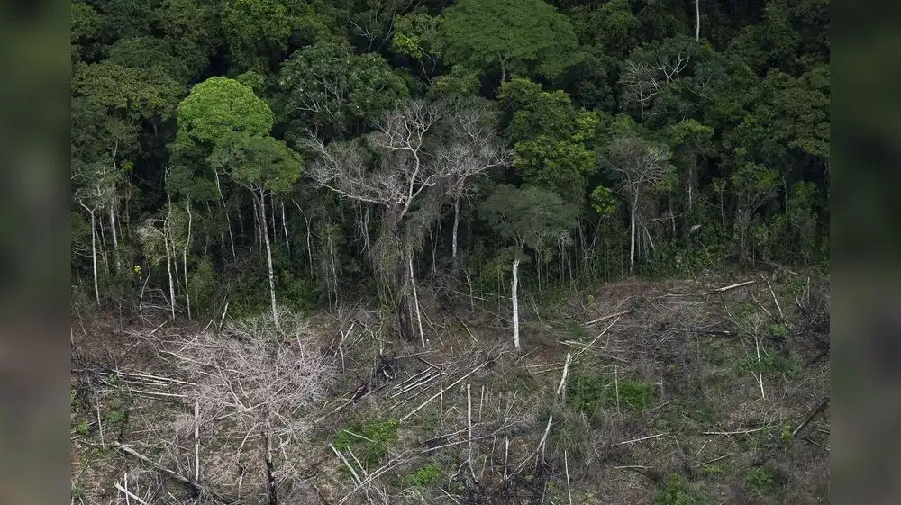 Ganadería y soya son los principales motores de la deforestación en la Amazonía, alerta reporte de WWF