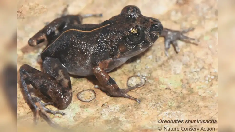 Perú: Descubren nueva especie de rana en la Cordillera Azul