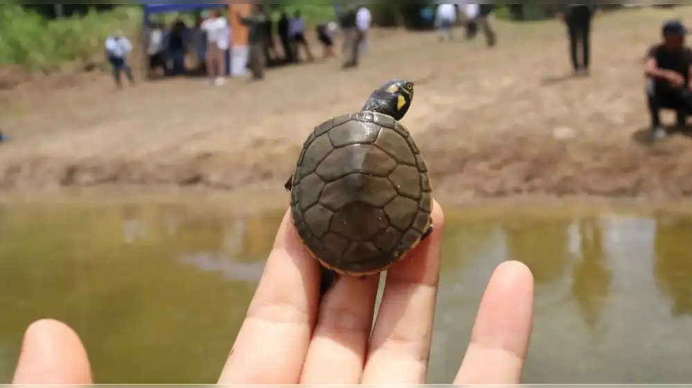 Ucayali: Liberan más de 400 taricayas incubadas en cautiverio