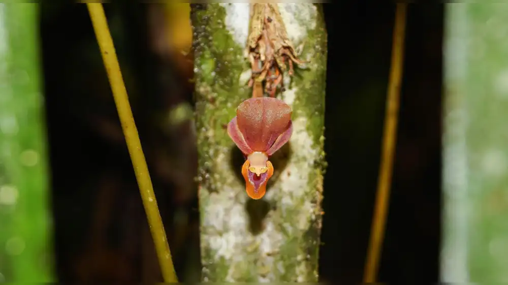 Investigadores descubren nueva variedad de orquídea en Amazonas