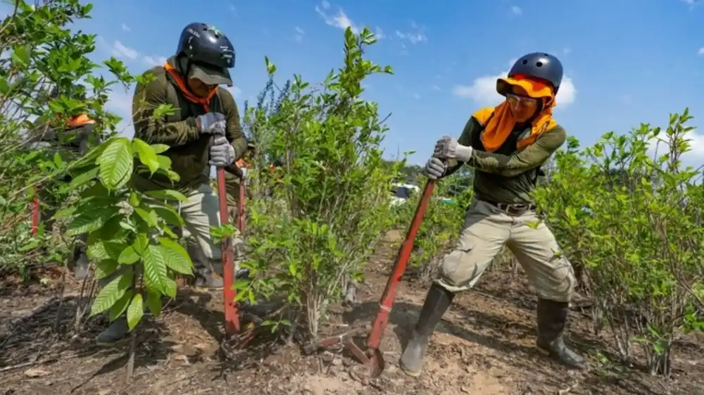 Perú supera su meta anual de erradicación de coca ilegal