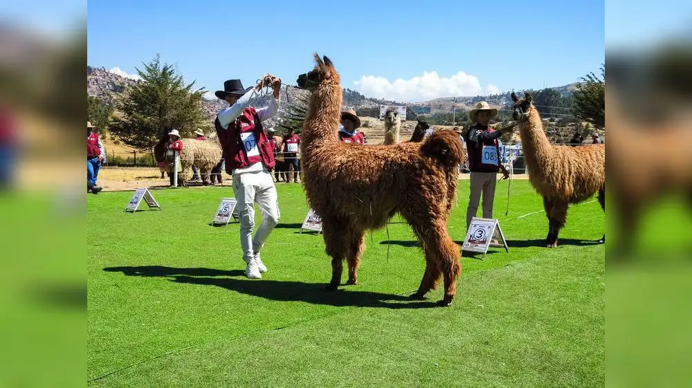Cusco: Festicamélidos 2025 logra hito genético y lanza alerta climática
