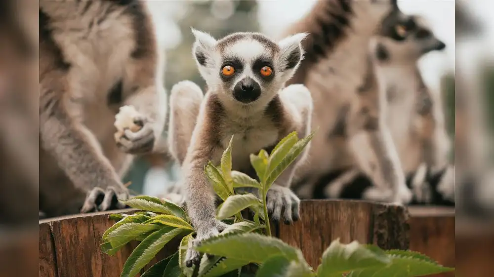 Lémures al borde de la extinción por caza indiscriminada